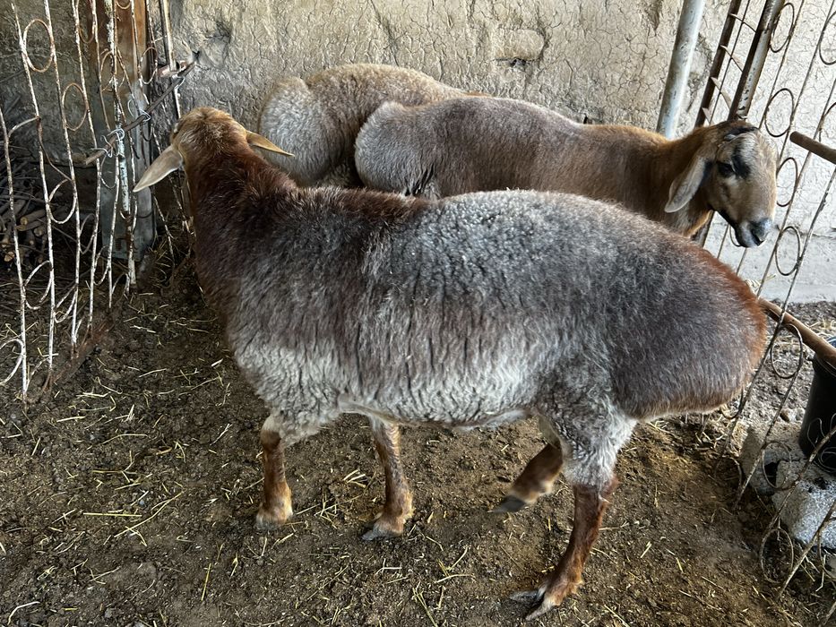 Курбоноик учун куелар