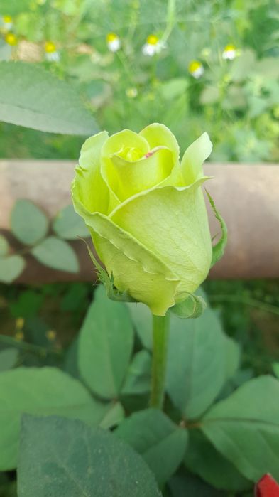 Розы  Саженцы оптом