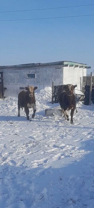 Подсос бұталар сатылады откормда 4ай тұрған
