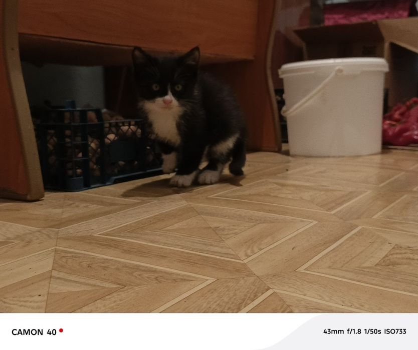 Отдам котят в добрые руки