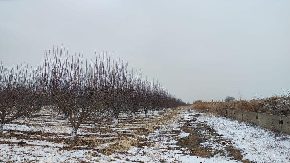 Яблоневые сады, яблоки