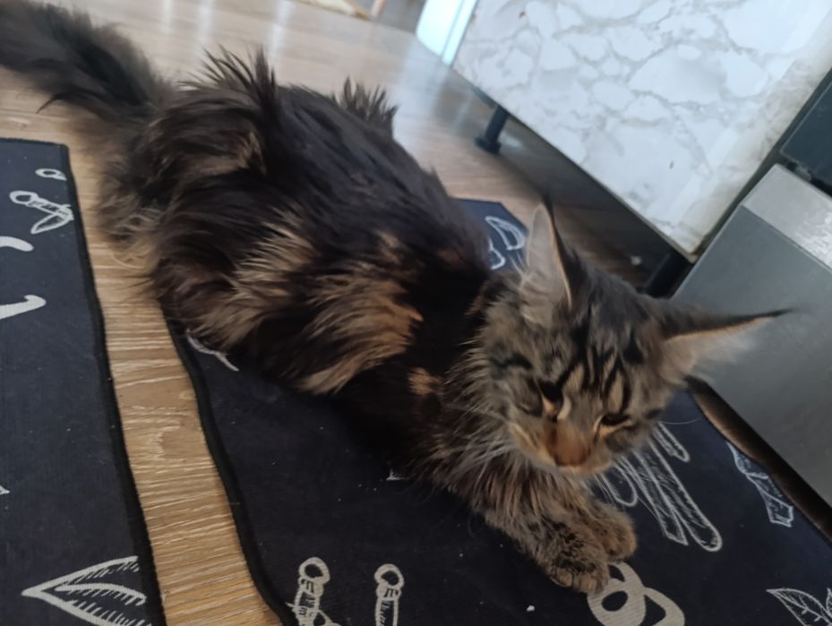 Продам Мейн кун девочка