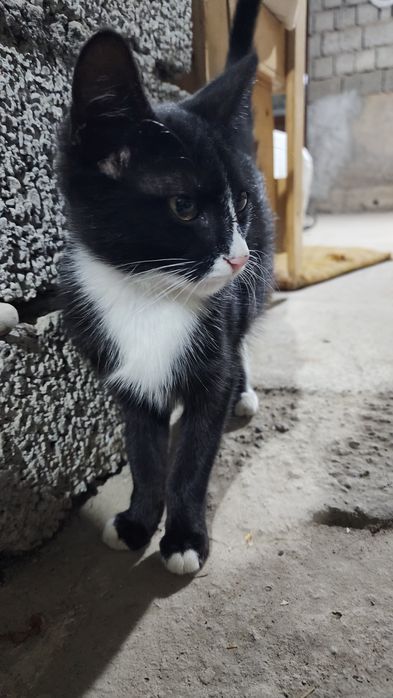 Daryoda rus porno videolar