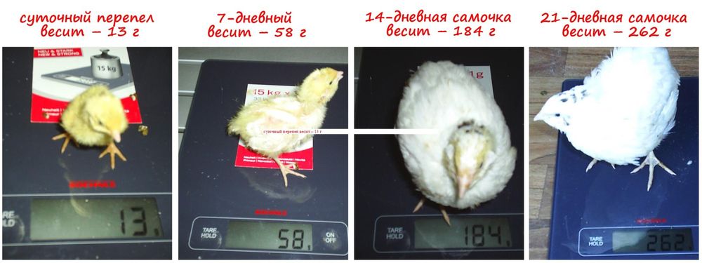 Bedana beliy gigant eng toza zotlar texas emas бедона перепела