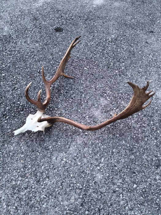 Trofeu coarne cerb
