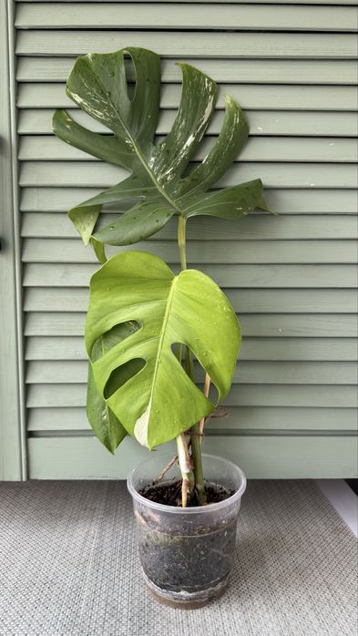 Монстера Альба, черенки