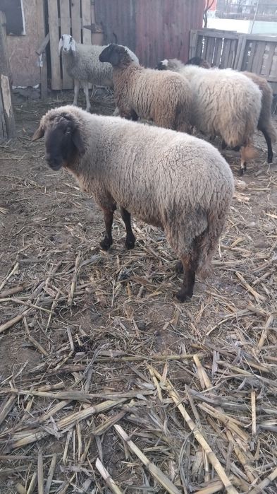 Berbec tânăr și frumos!