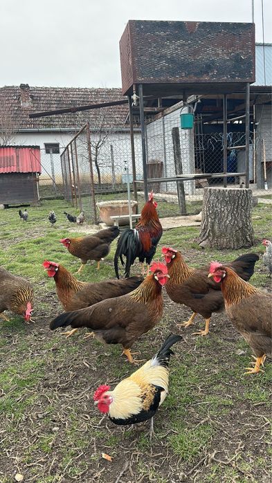 Vand oua de incubat din gaini rasa italian potarnichiu