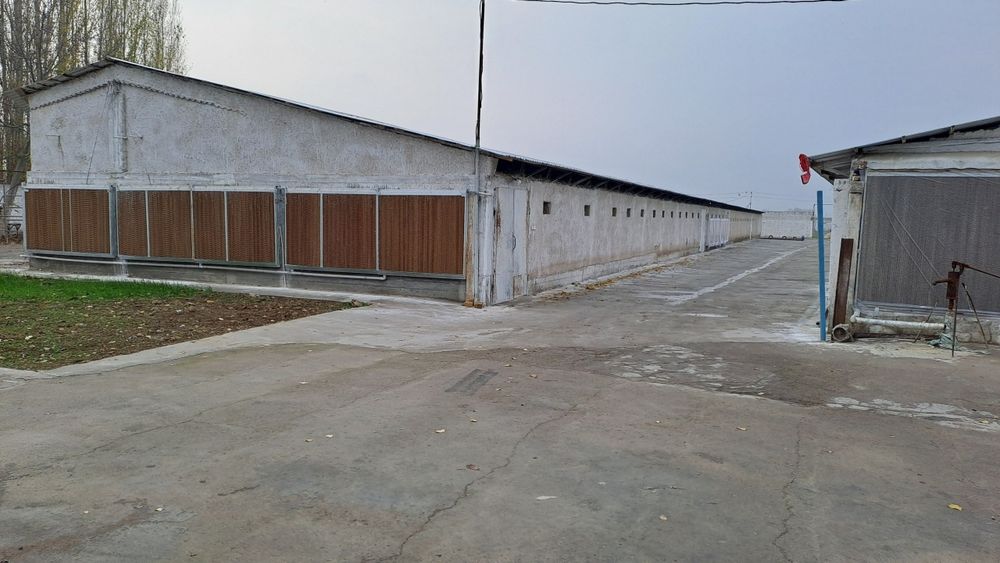 Tovuq ferma yuqori chirchiq