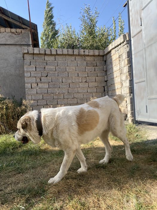 Kuchuk bolasi sotiladi