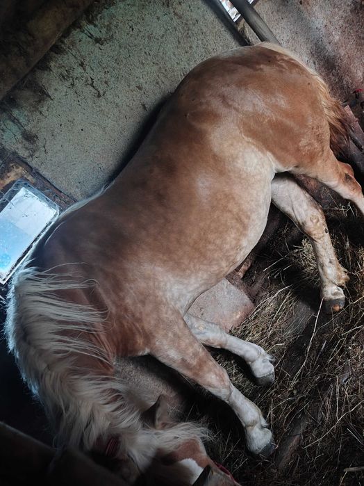 Vaca și mânză de vânzare!