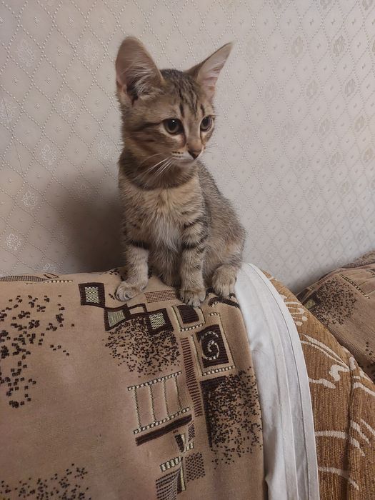 Ищет дом  девочка