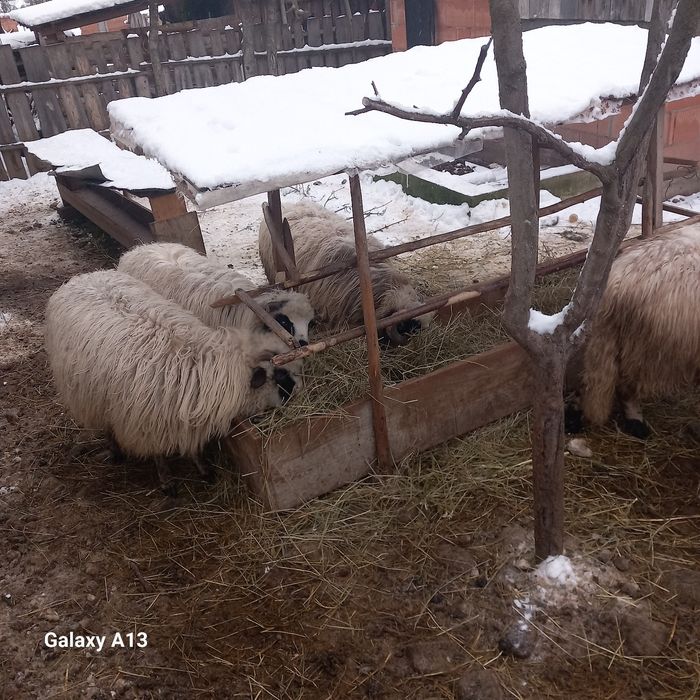 Oi de vînzare 6 bucăți