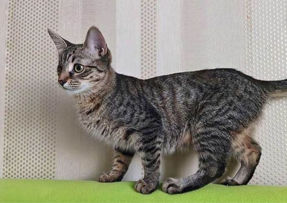 Срочно! Только в добрые, любящие руки!