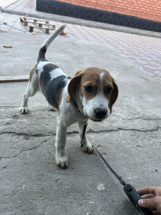 Собака парода бигль 3 мес