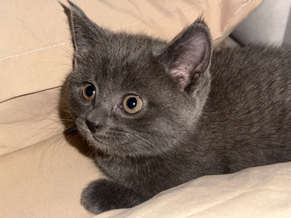 Котенок 1месяц..