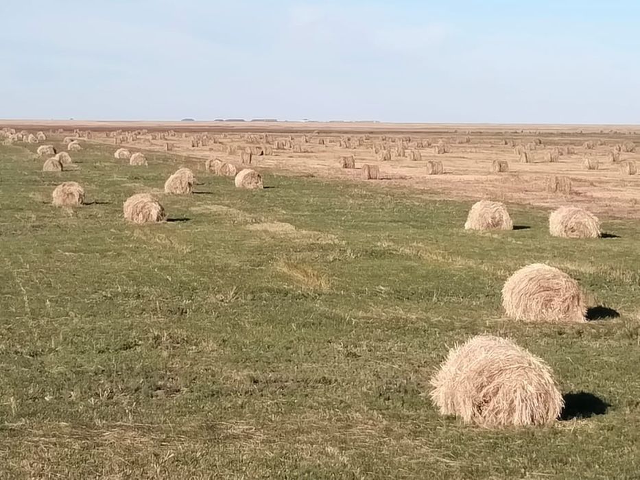 Шөп сатылады шөп сатылады
