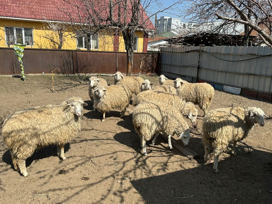 Продам баранов в Алматы