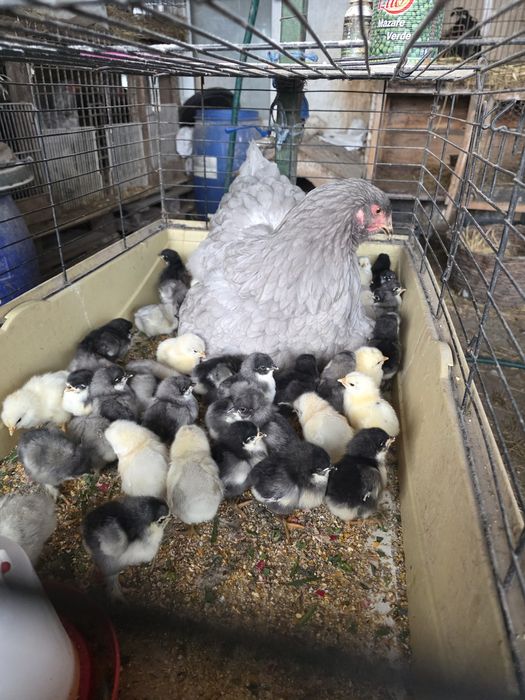 Ouă incubat Găini Brahma ,Austrolop