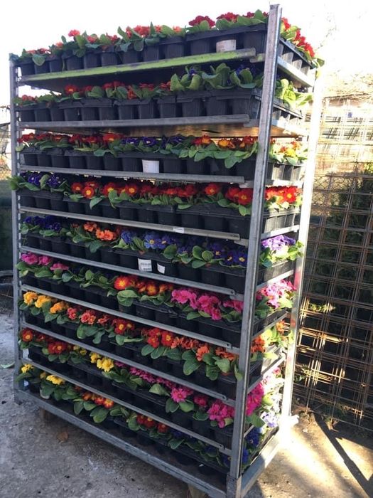 Crizantema en gross, Primule, zmbile și alte flori de vanzare