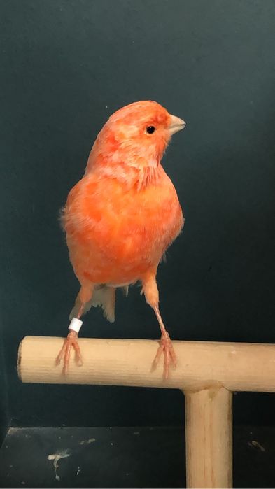 Канарека (кенор) самец Турция