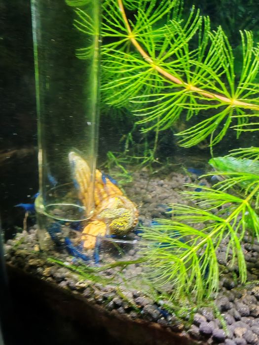 Растения за аквариум и скариди, охлюви хелена