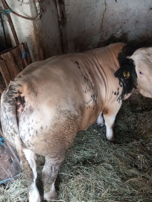 Vând un taur și o vitea belgieni! Pentru mai multe detalii, sunați la nr de tel 0754374138