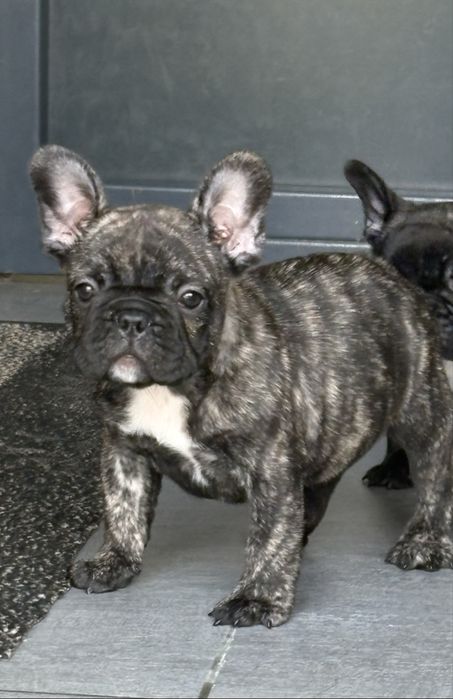 Pui Bulldog francez cu pedigree