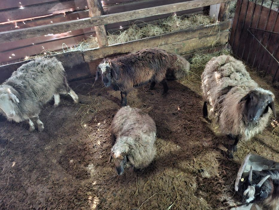 Продаю баранов!!!