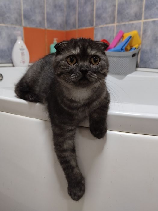 Pisoias Scottish fold