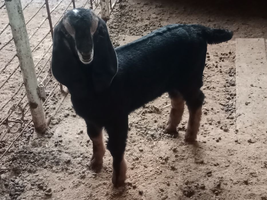 Теке Лақ сатылады