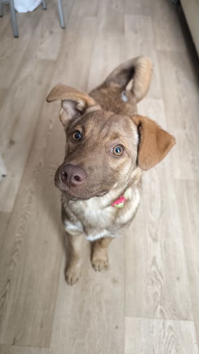 Щенок Девочка 4 мес только в добрые руки