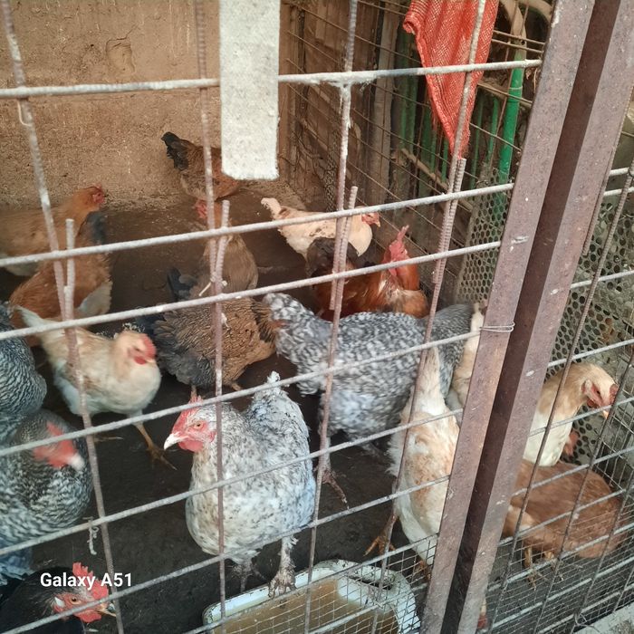 Продаются петушки