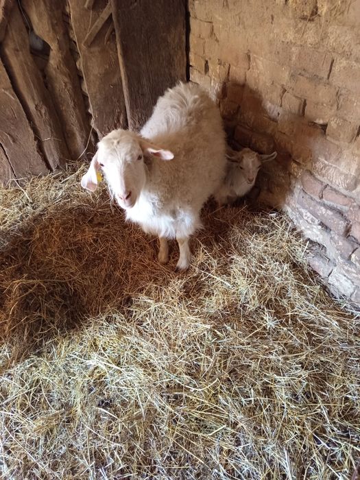 Козы с козлятами