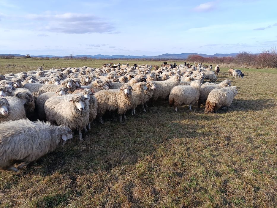 Oi tinere de vânzare