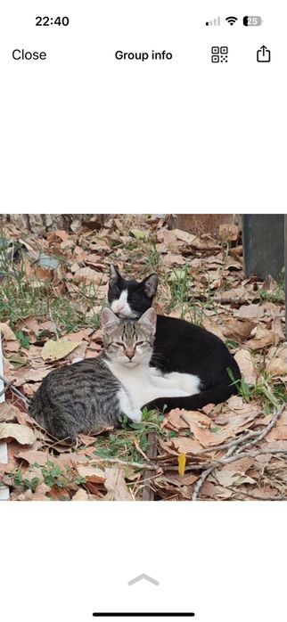 Donez pisica pentru adoptie