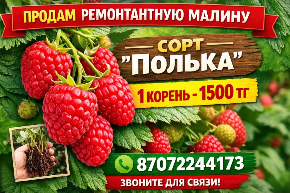 Продам корни малины