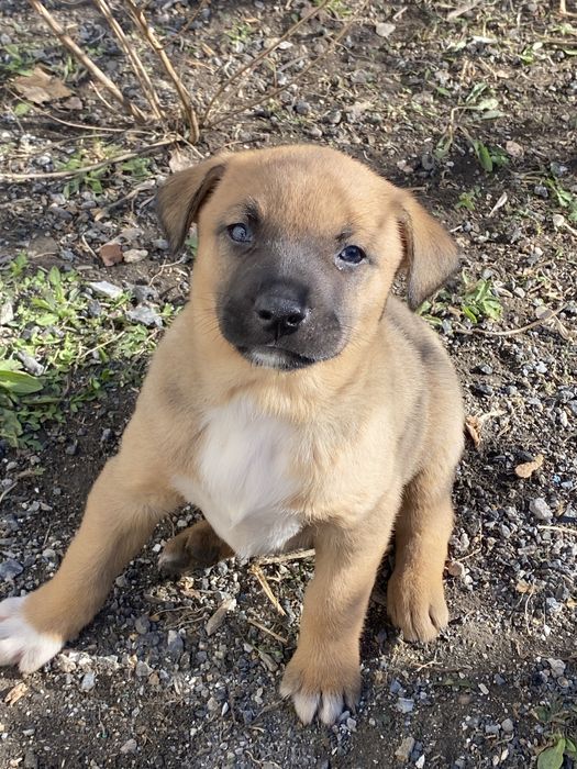 Отдам щенков в добрые руки!