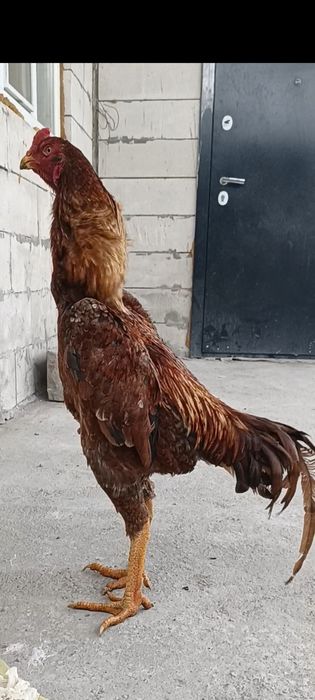 Дакан бойцовые  шамо