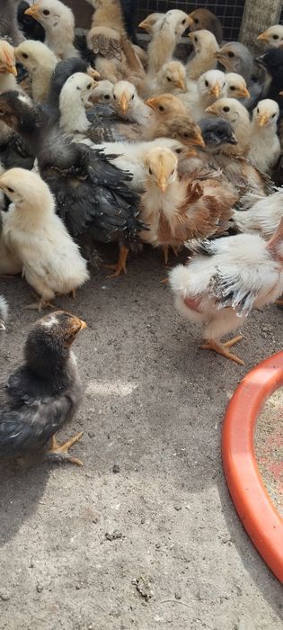 Vand pui de găini de țară