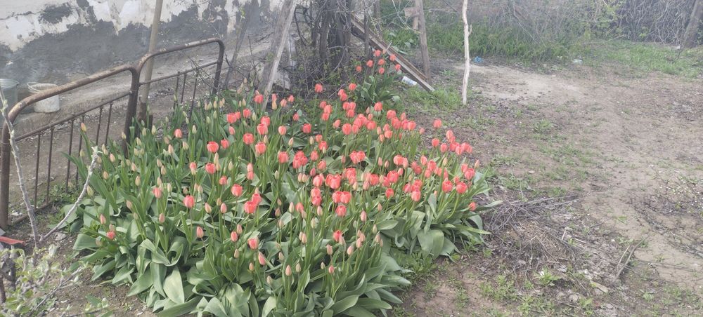 Тюльпаны по 100 тенге