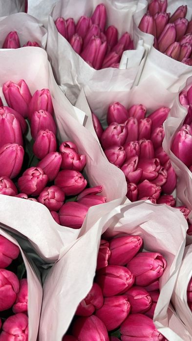 Продаются тюльпан