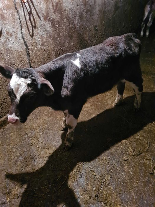 Vand doi taurasi de monta