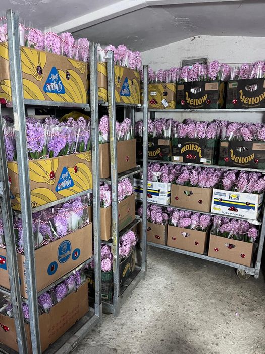 Vand zambile la ghiveci, calitatea I