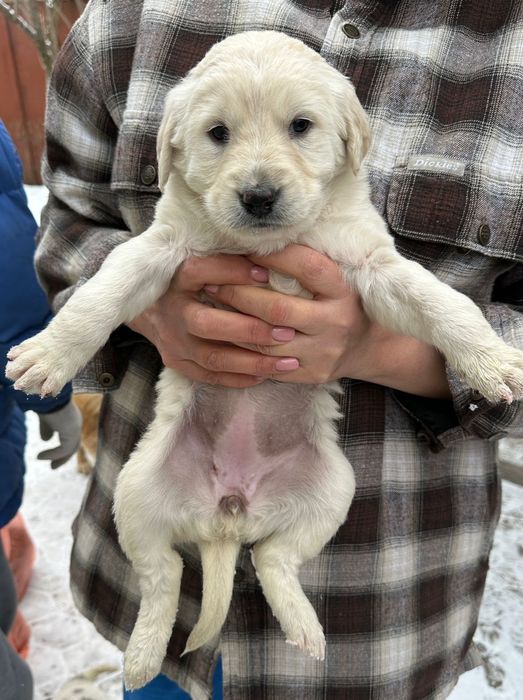 Отдам даром щенка