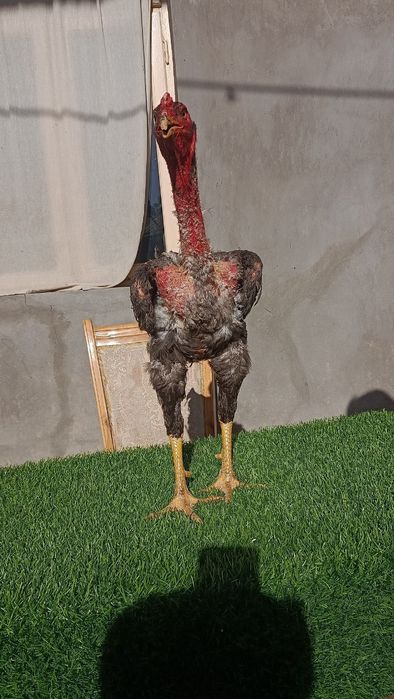 Dakan xoroz sotiladi
