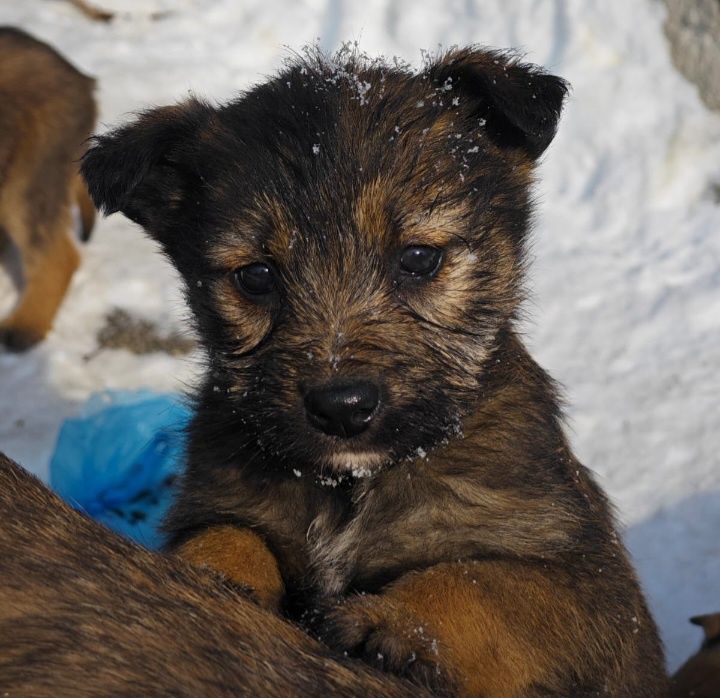 Отдам  щенят даром