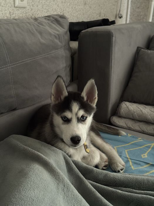 Щенок Хаски девочка добрая умная