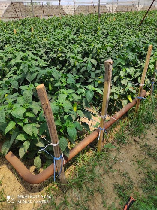 Hovli.Uy 12 sotix. Teplitsa 6 sotix Sotiladi (Akmal Ikromovda)