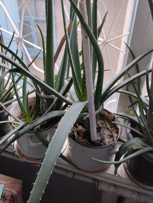 Домашние растения алоэ